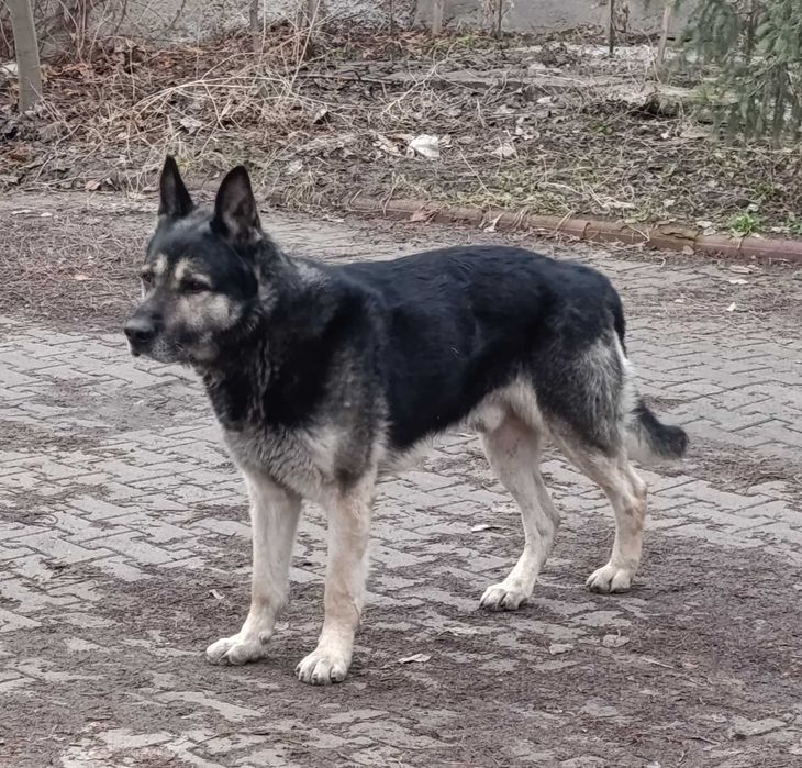 Найдена собака. Овчарка или метис. Кобель.