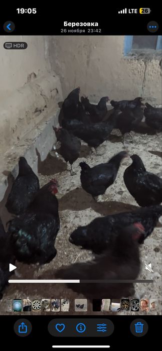 Гигант диржиски тауык