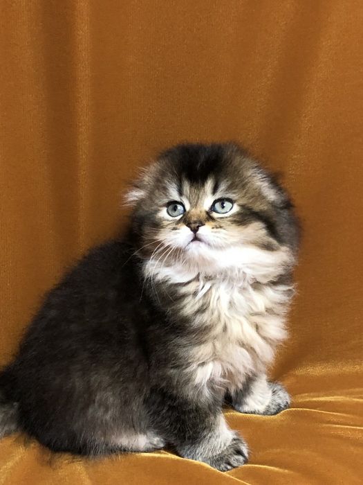 Хайленд фолд девочка