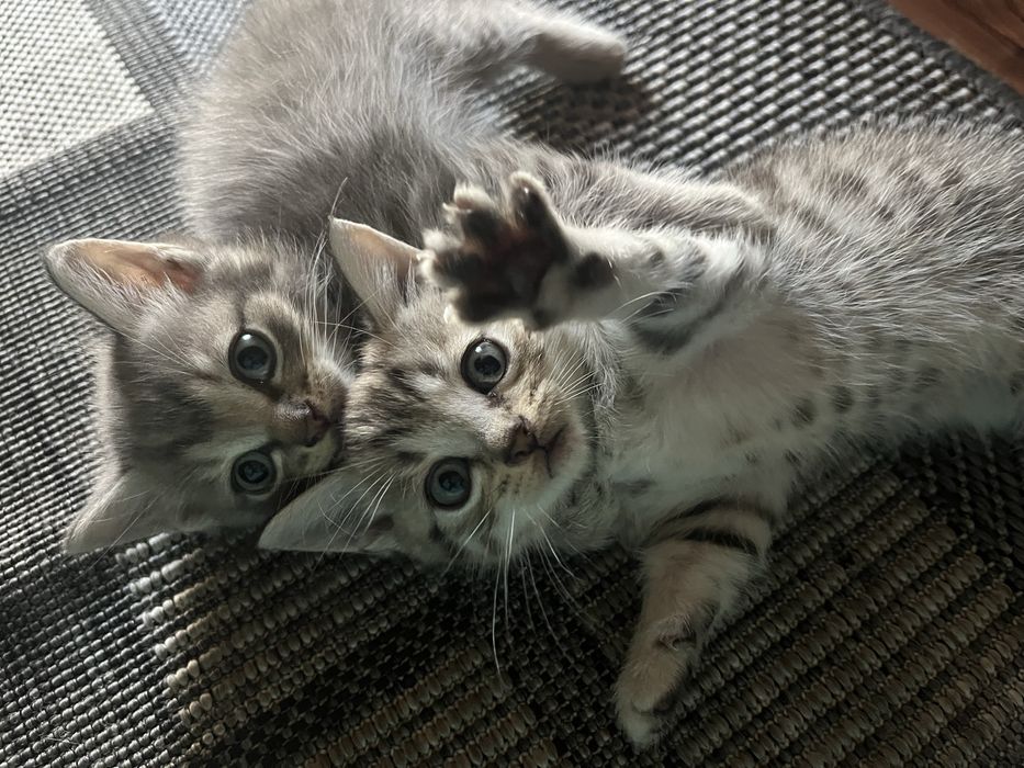 Отдам даром двух котят