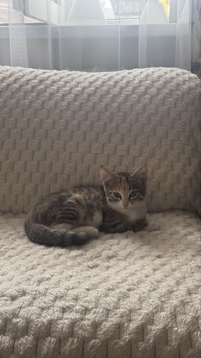 Одам кошку 2 месяца