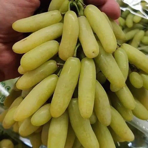 Аватар ва Ламборджини узум кучатлари ва  навдалари. сотилади