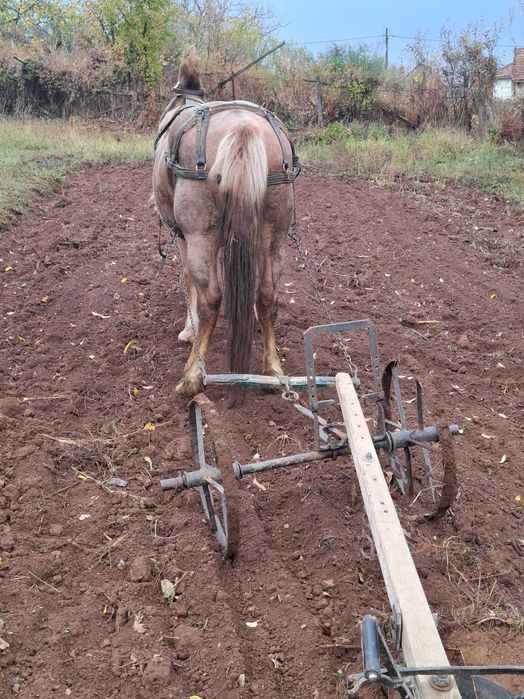 Iapă gestantă de vânzare.