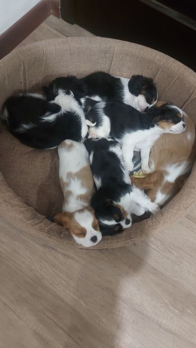 Шикарные щенки Кавалер Кинг Чарльз Спаниель