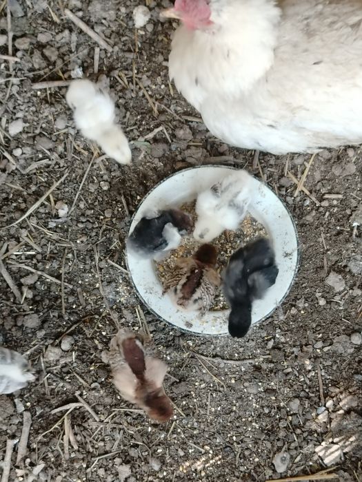Kurk tovuq jojasi bilan sotiladi