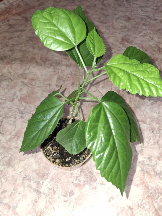 Комнатные растения и цветы