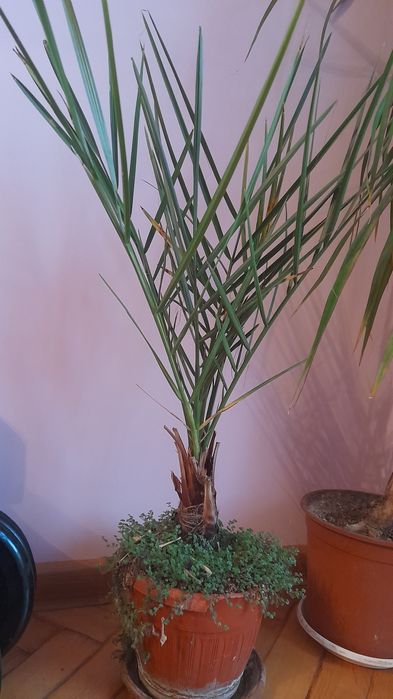 Финикова   палма