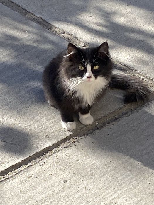 Милые Котята ищут дом