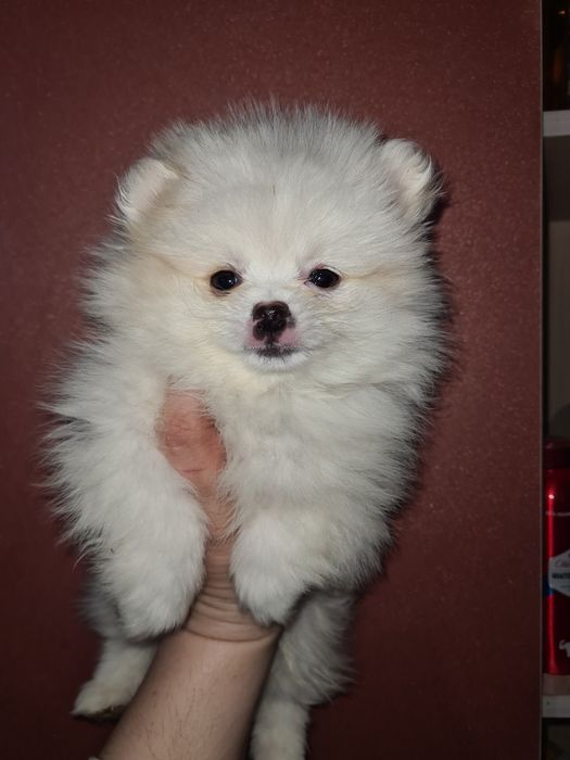 Продам щенка шпица.