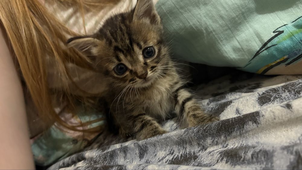 Отдам котят 1 месяц