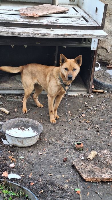 Отдам собаку бесплатно