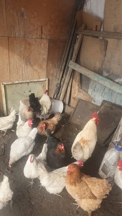 Продам петухов молодых