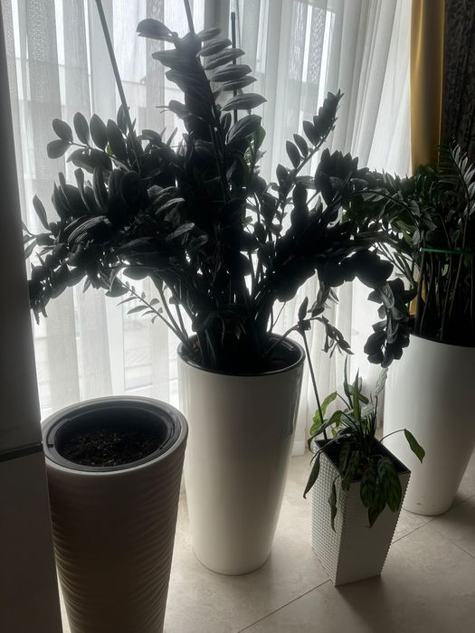 Замяккулькас цветы