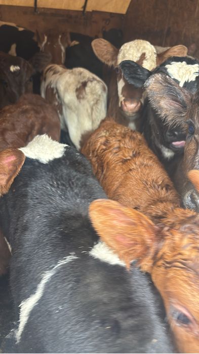 Продам телят породистый 15 голов