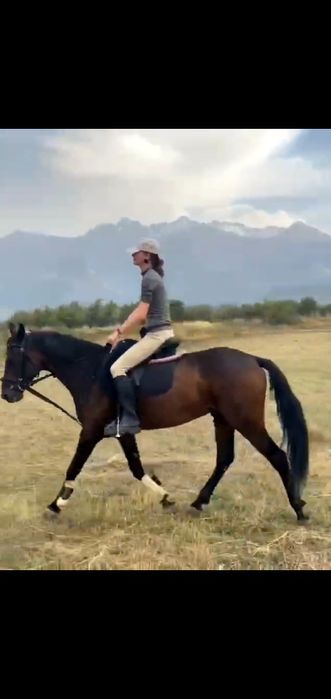 Мерин полукровный