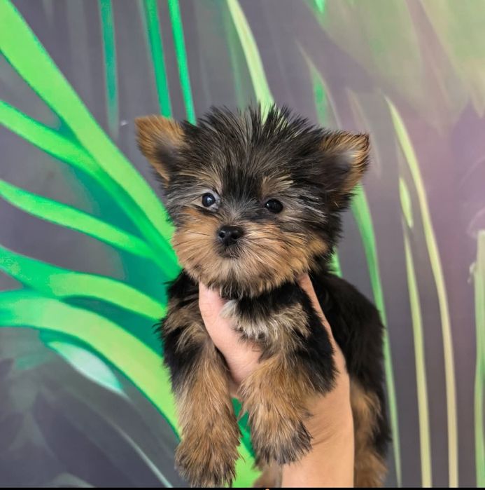 Мини Йоркширски териери / Мини Йорки