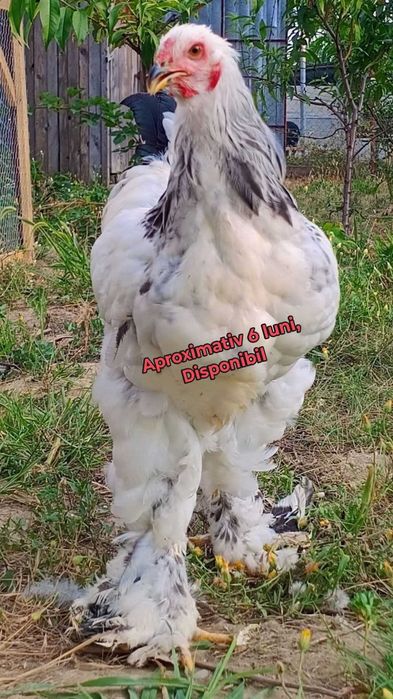 Cocoși Brahma HD. Disponibili