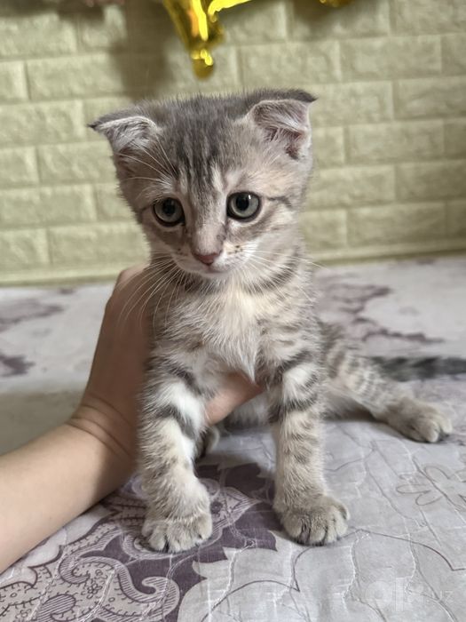 Отдам котенка. .