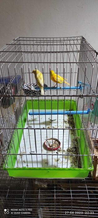 Канарейки красно дерево