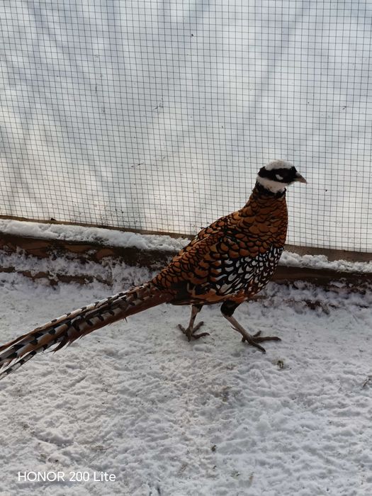 Fazani regali de vanzare