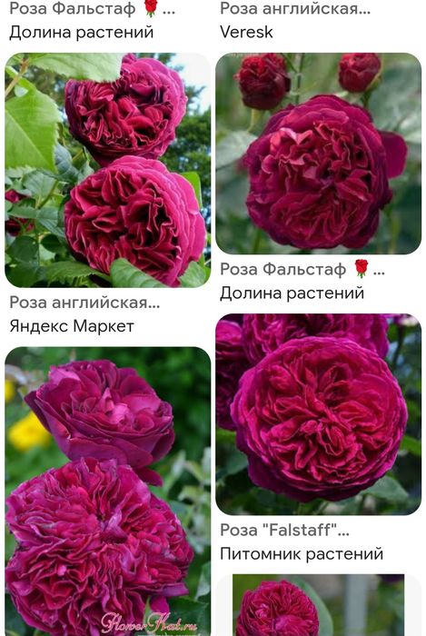 Розы голландские Жанаконыс