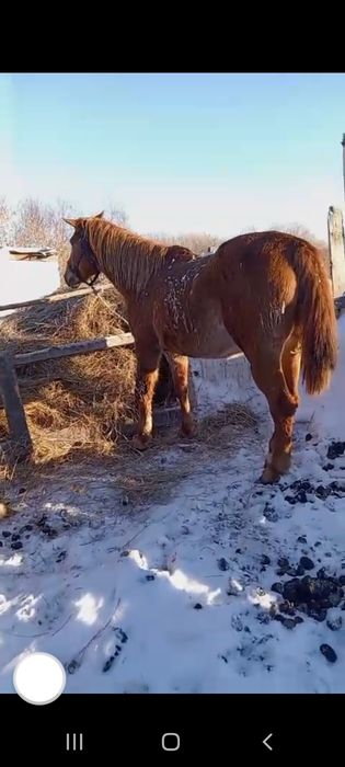 Продам жиребых кабыл