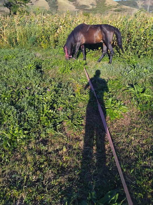 Cal de vânzare sânmărtinul de câmpie