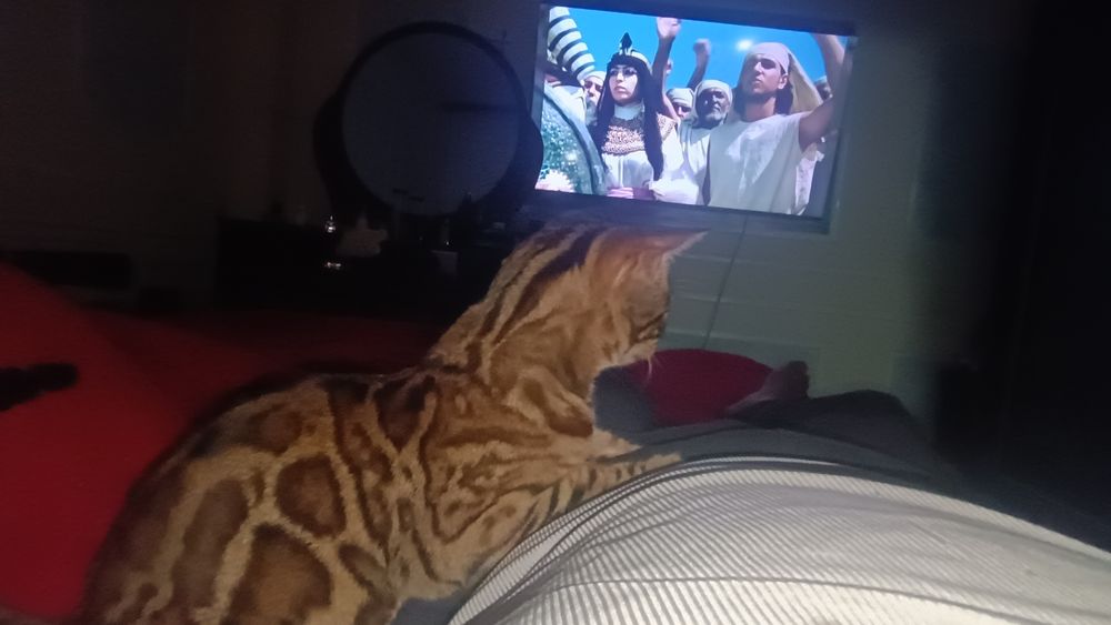 Бенгальские кошки