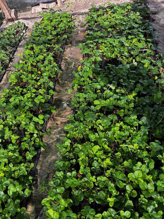 Продам рассаду клубники