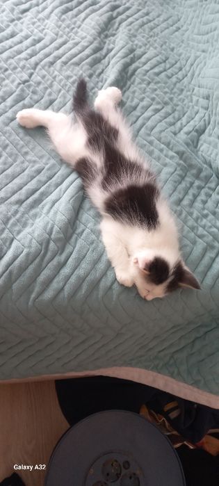 Котята в добрый руки