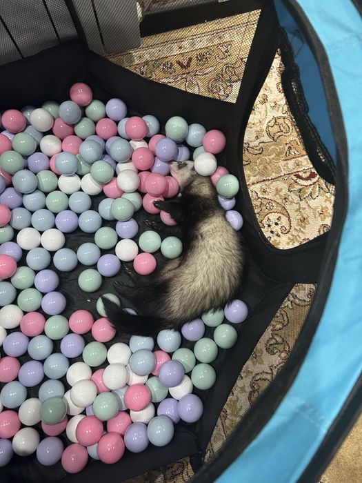 Хорек, ищет подружку на случку