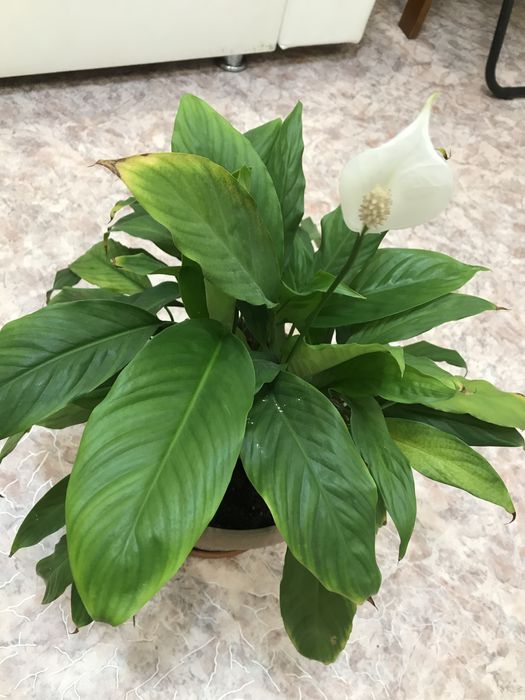 Цветы комнатные продам