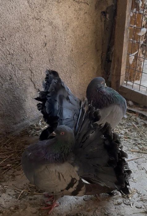 Продам павлинов !