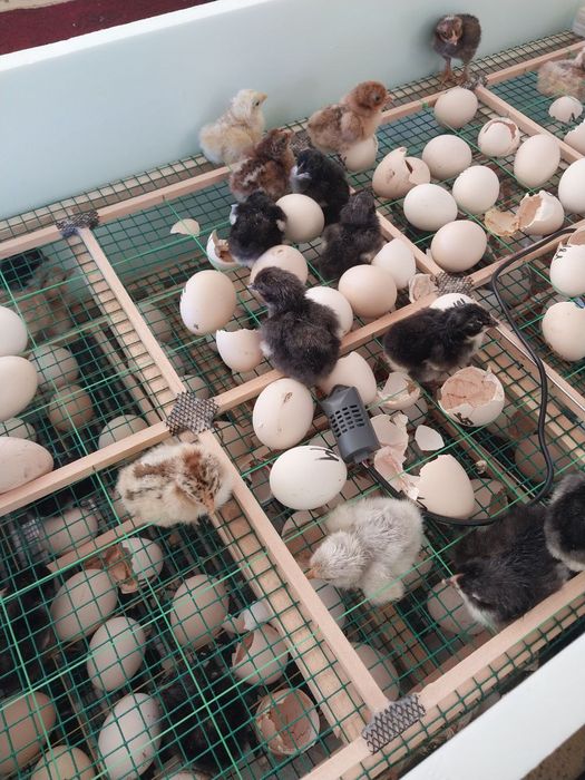 Инкубаторы автомат. 12/220 в на 96шт.