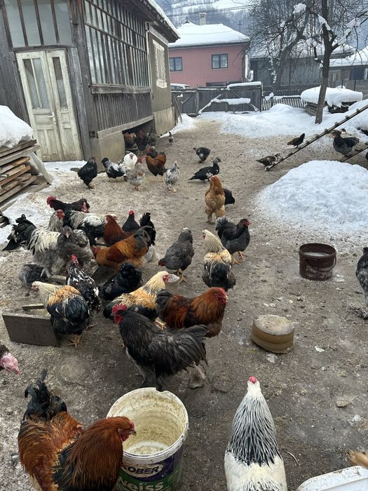 Cocosi de rasa de anul trecut scosi