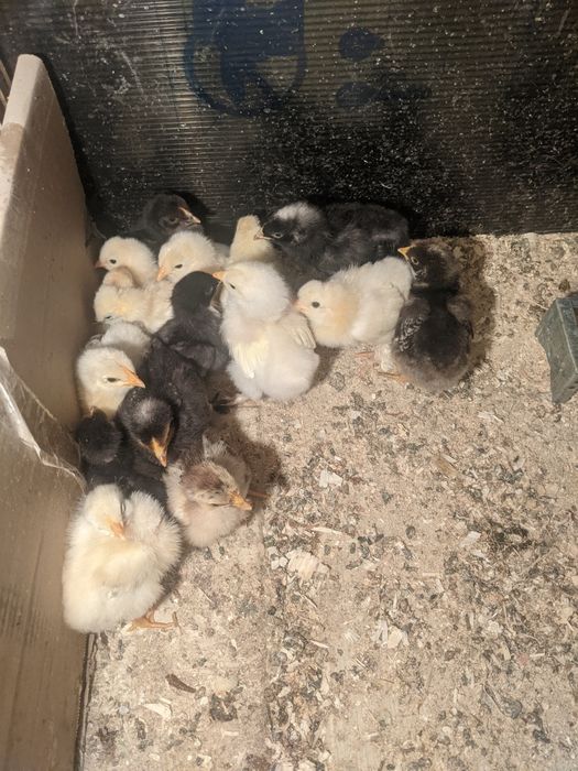 Pui de țară sănătoși