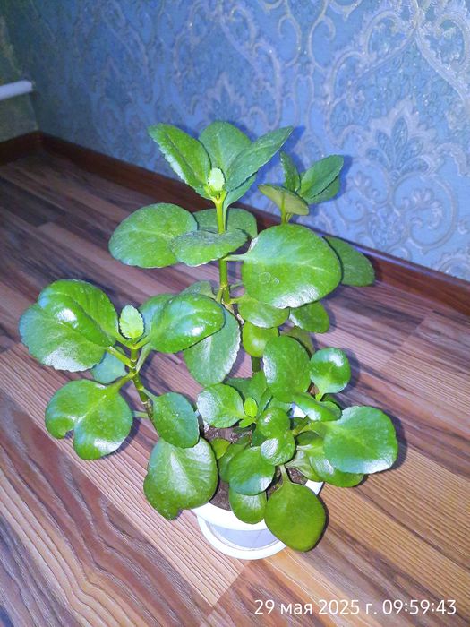 Есть в наличии  женское  счастье  и колонхолия