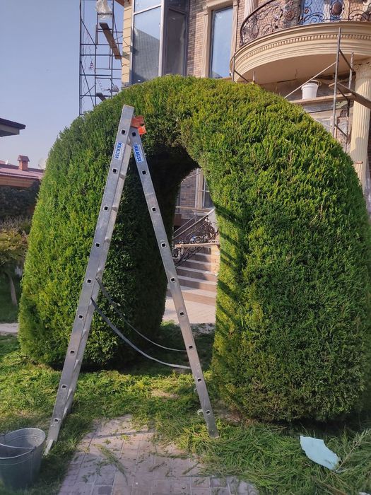 Daraxt kesish shakil berish dorilash