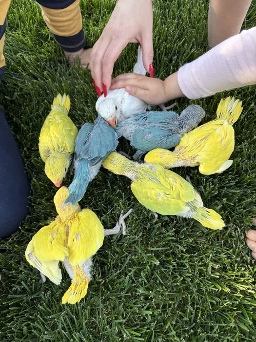 Papagali micul alexandru Puiuti super blanzi obisnuiti cu copiii