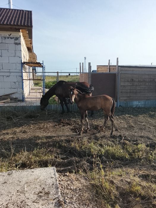 Кобыла с жеребенком