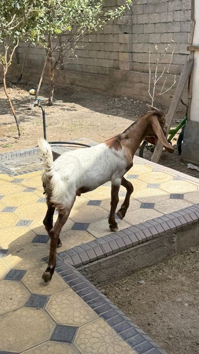 Камори козлята..