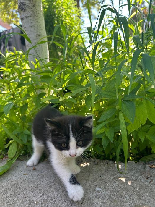 Котенок в хорошие руки.
