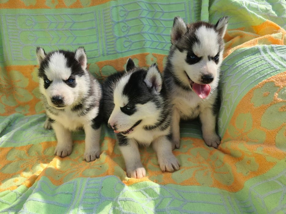 Продам щенков сибирский хаски