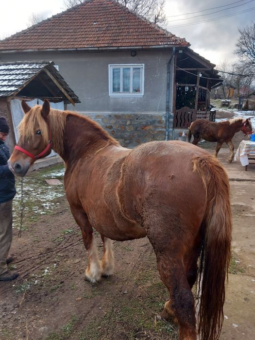 Iapa cu manz de vânzare
