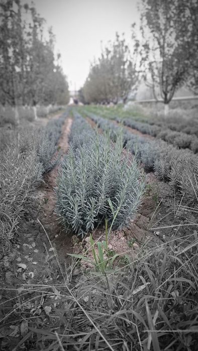 Lavanda Fransuskiy sort