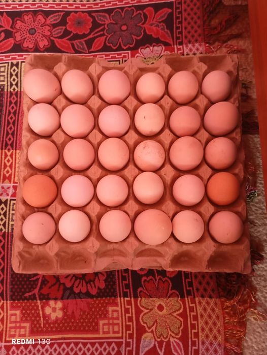 Инкубационные яйца