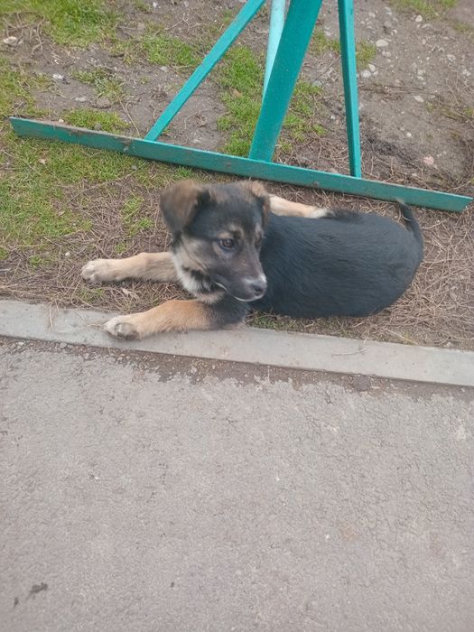 Отдадим щенка в добрые руки