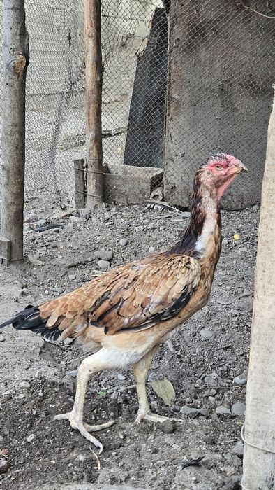 Dakanlar sotiladi