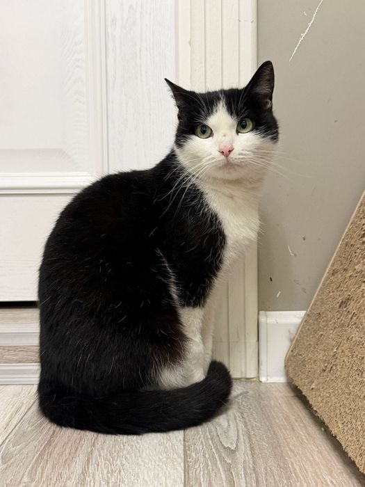 Красотка кошечка Варя!