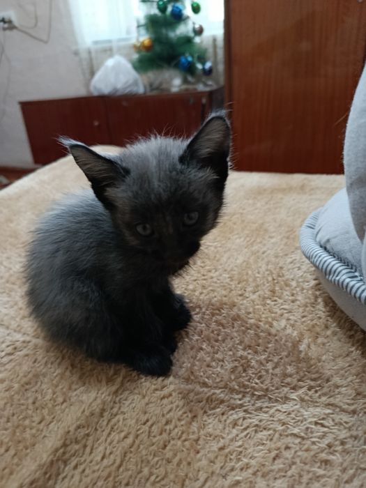 Мушукчалар сотиляпти